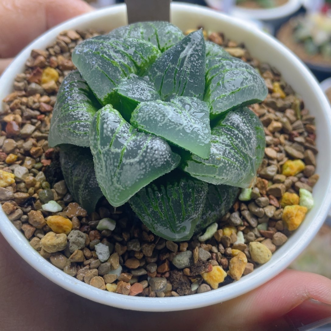 15.十二卷多肉云遮月寿。