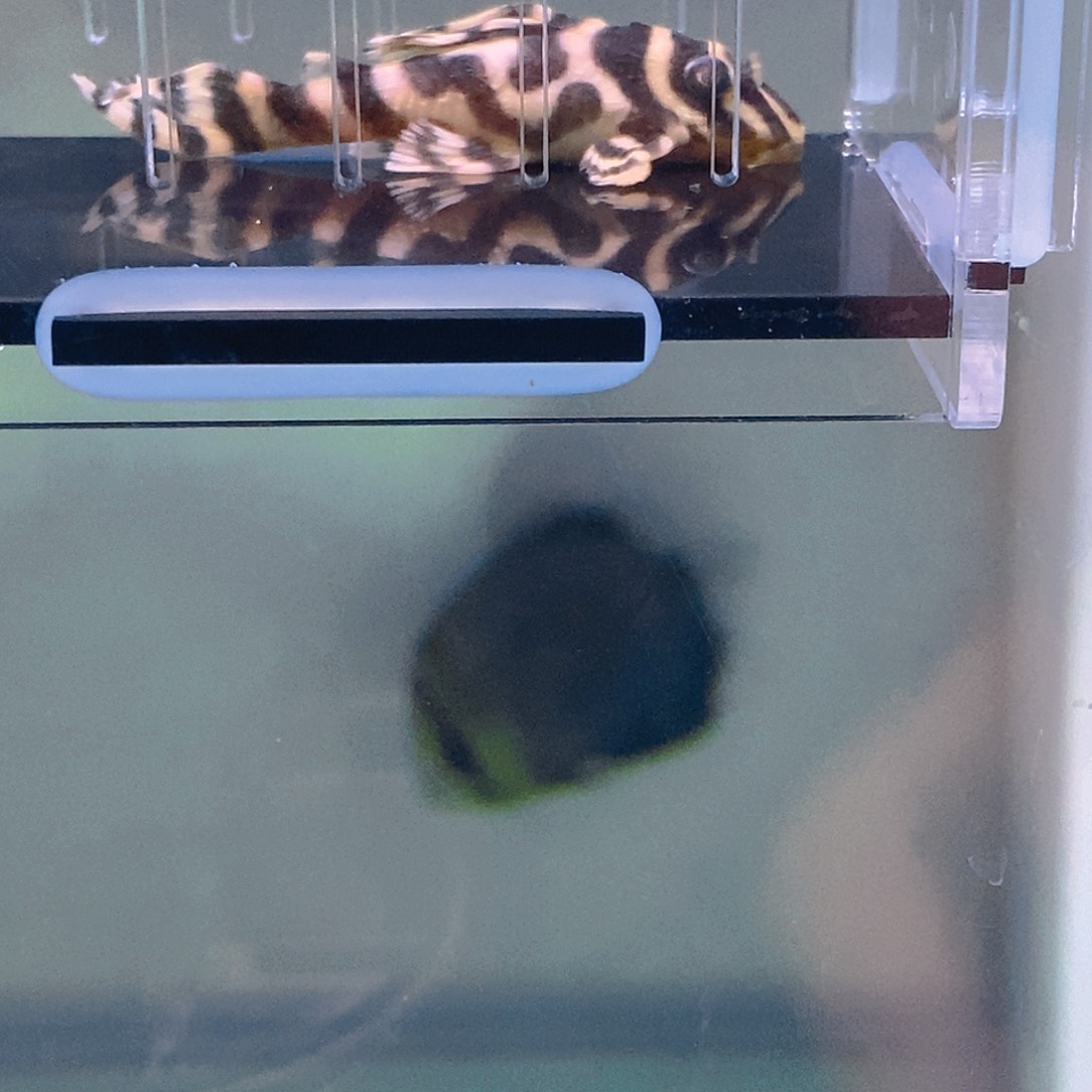 清道夫鱼皇室异型11号