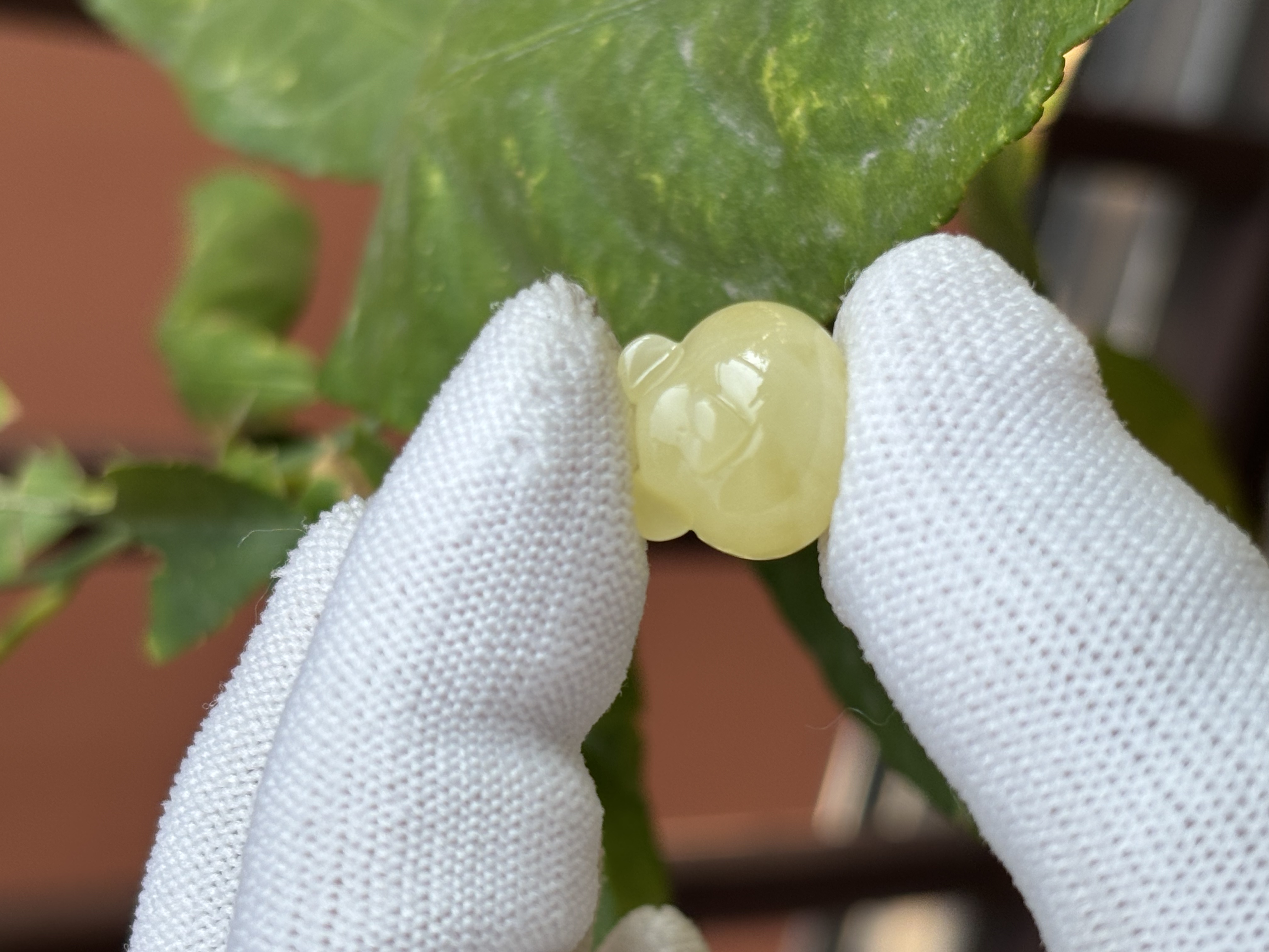 5619天然蜜蜡琥珀熊头配饰14.8x13.7x13.1mm