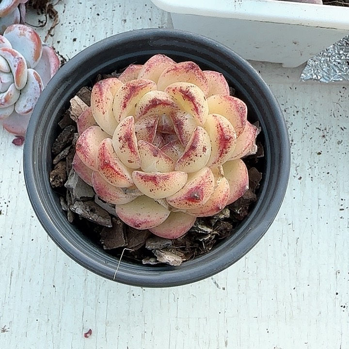 青蛙王子儿童牙膏111