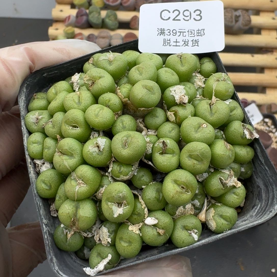 293铜壶哈哈哈哈哈哈哈哈哈