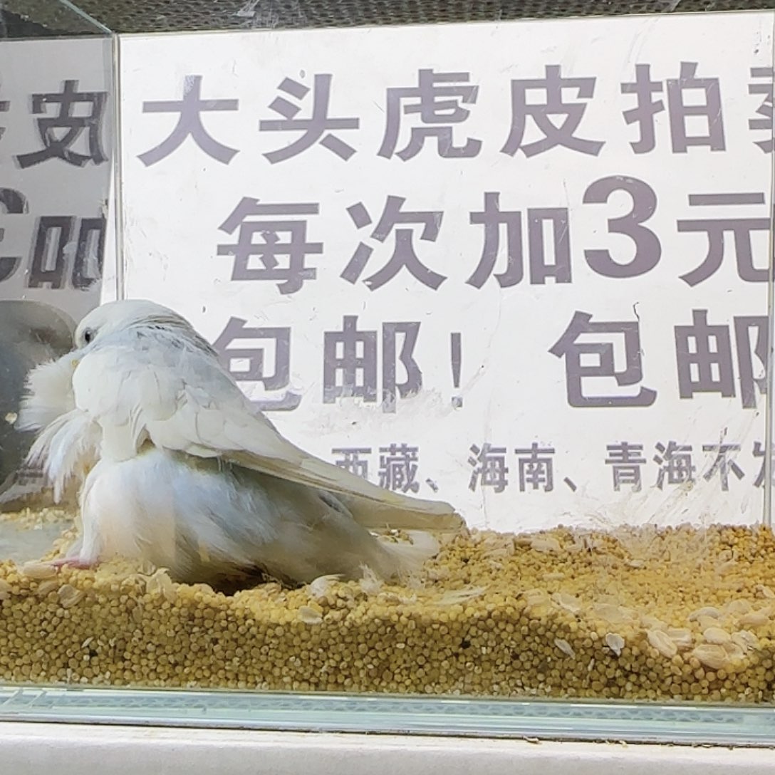 虎皮鹦鹉大头鹦鹉