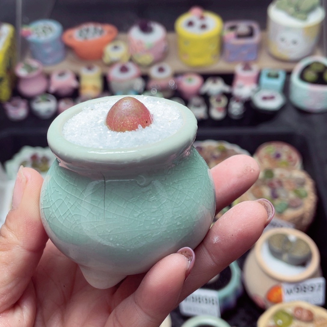 w9906 带盆土发货-零下地区拍保温箱