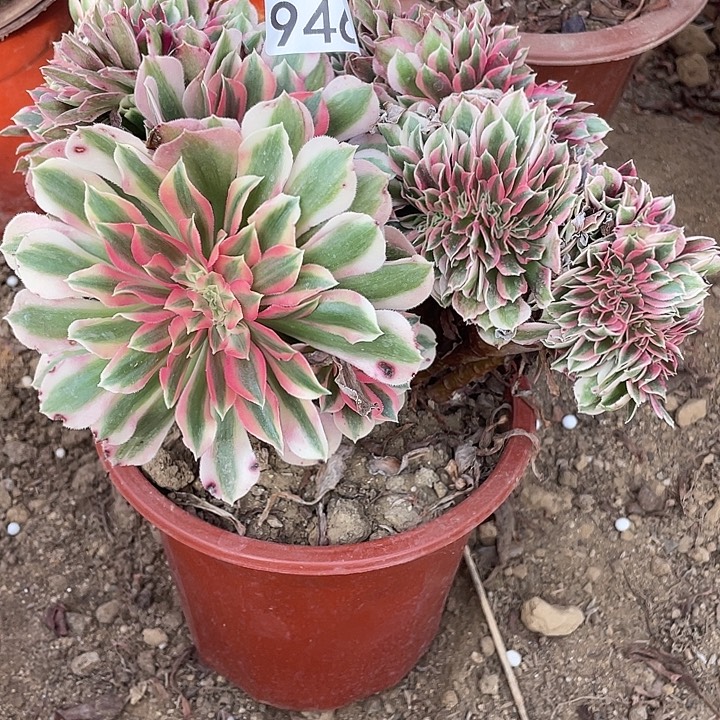 无花朵946女巫缀多肉