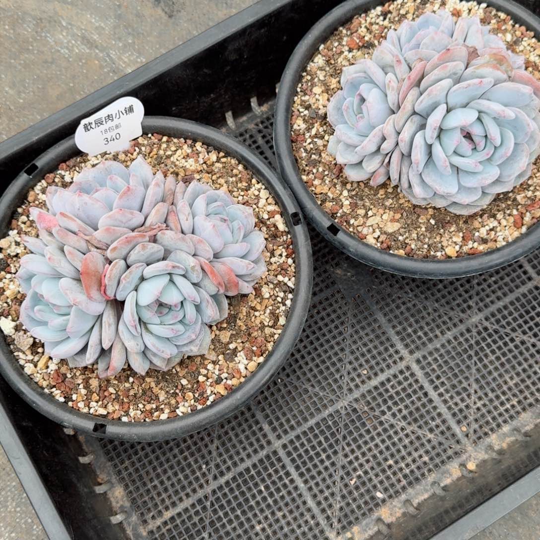 梦**梦多肉植物石榴籽两颗340