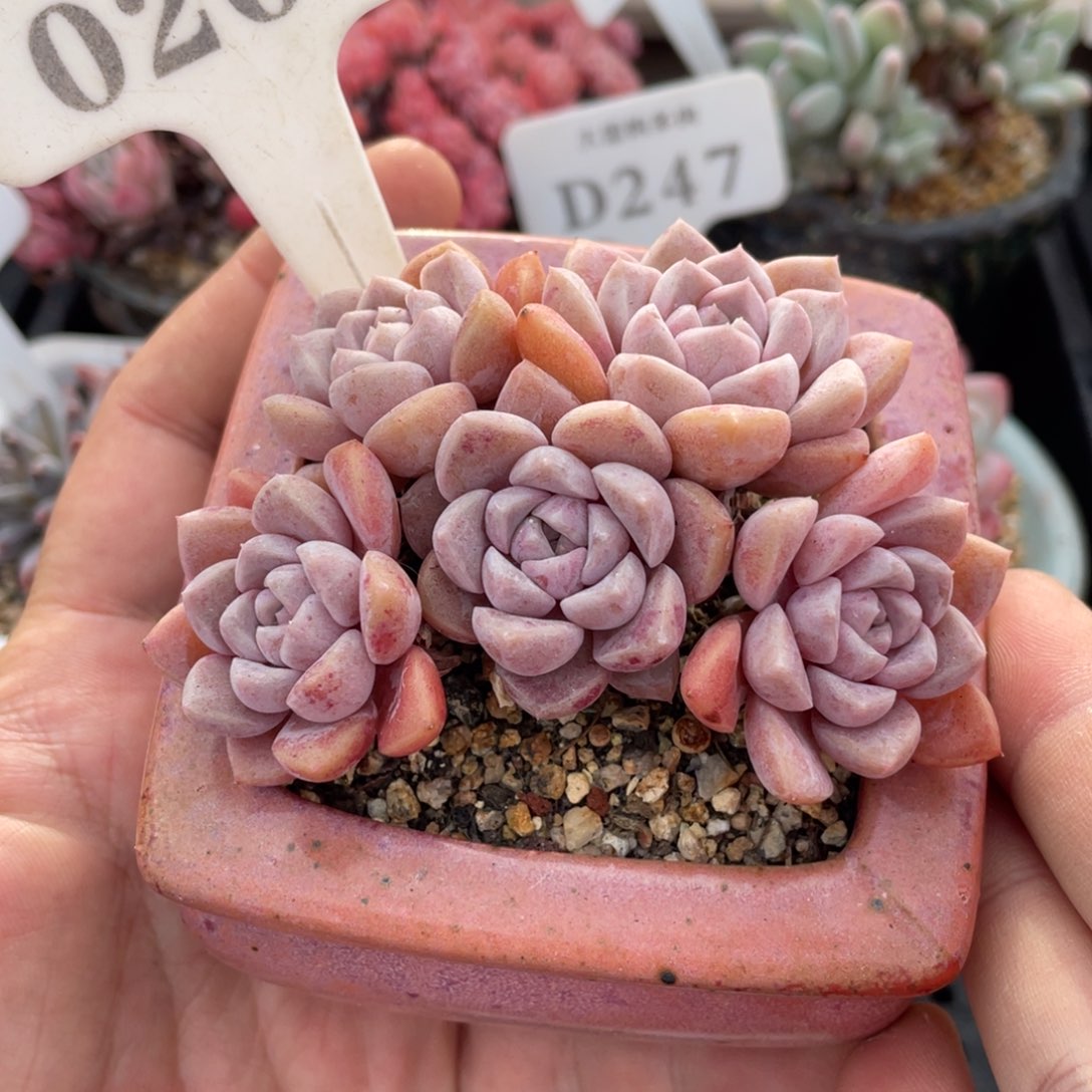 0200粉斑点不带盆8厘米