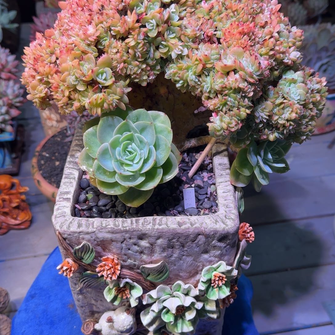 无砍缀化345多肉植物