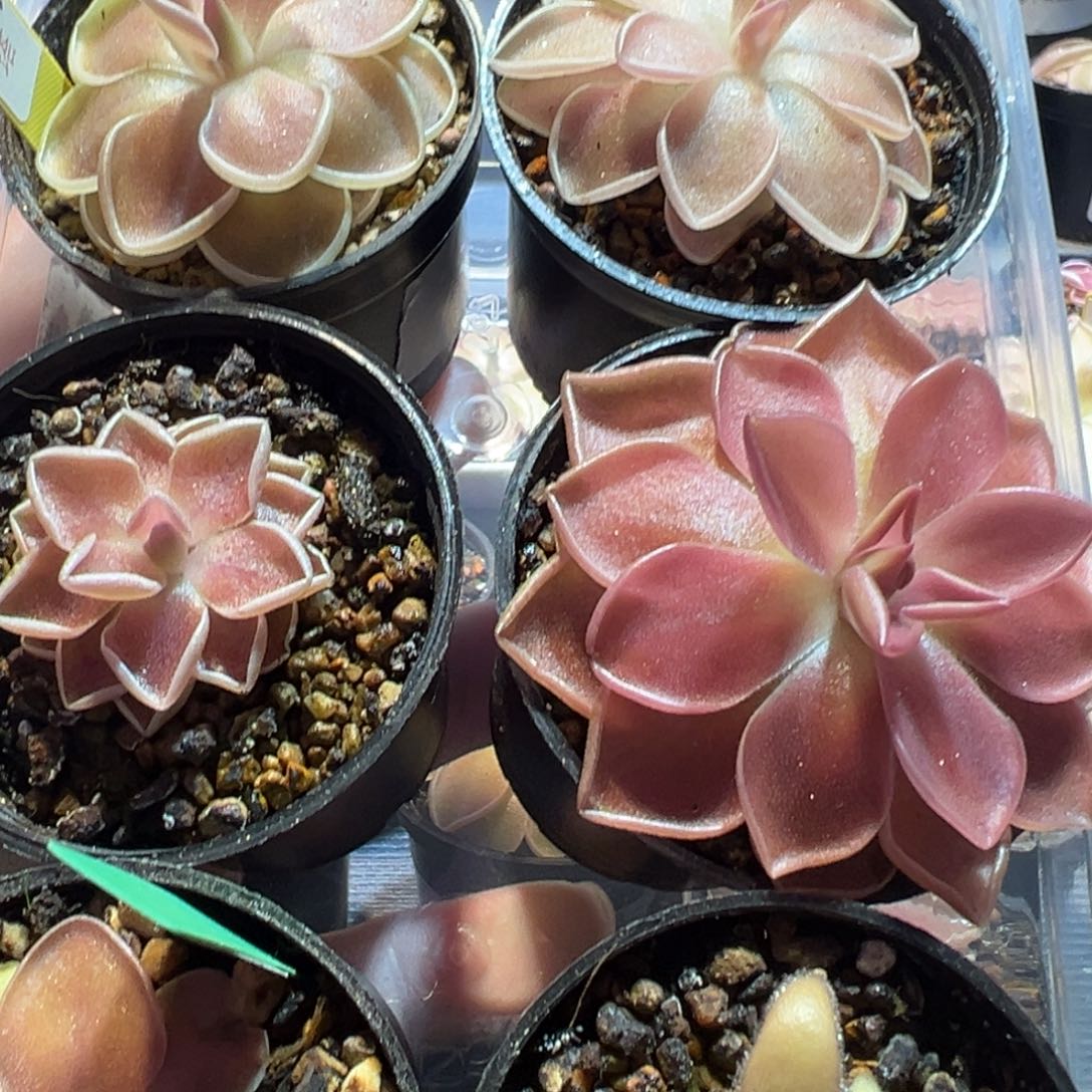 私***佳捕虫堇脱土发8颗88048