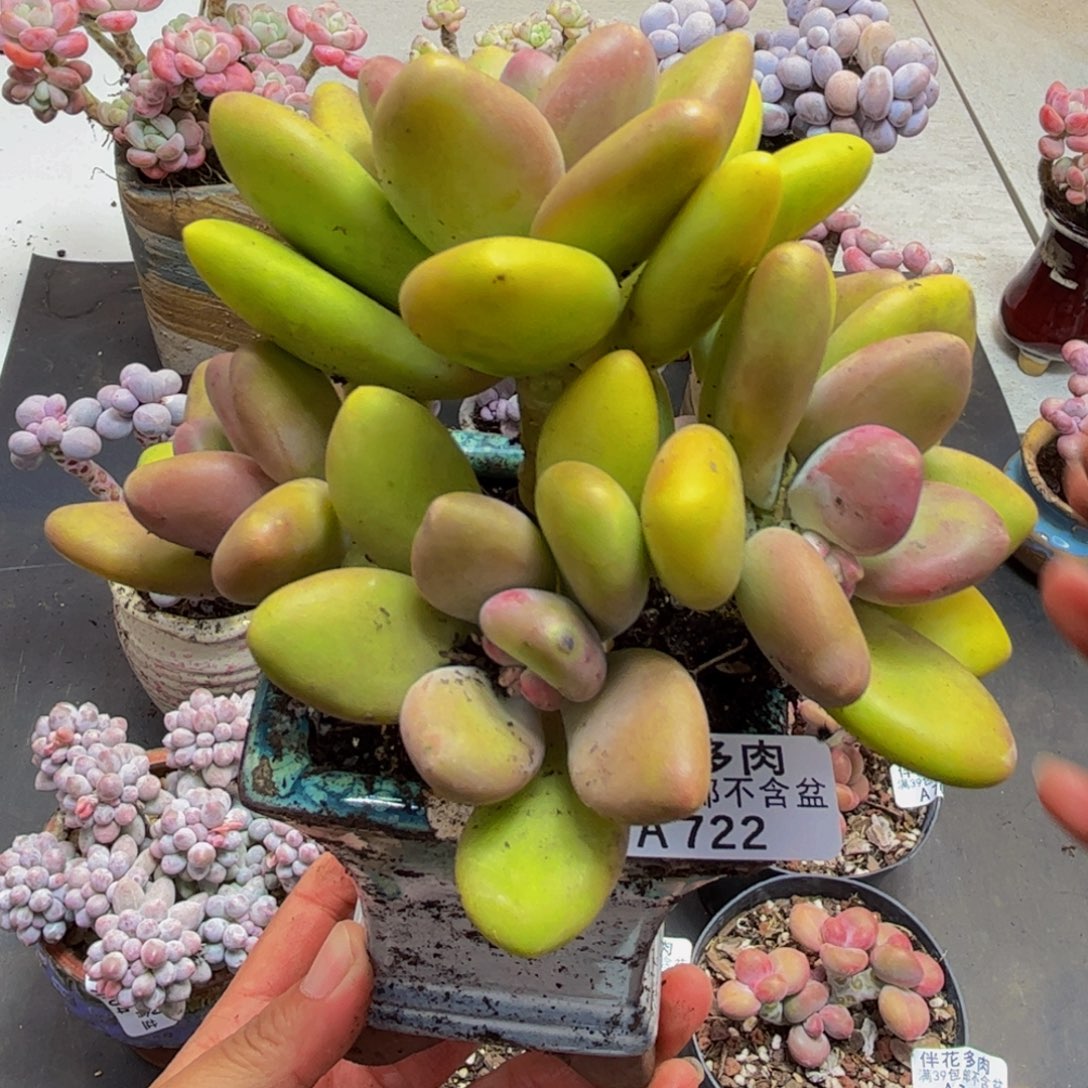 722/10cm多肉植物