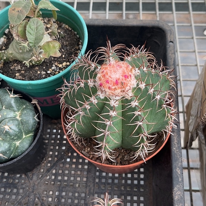 烦***头我也不知道我为什么要这样