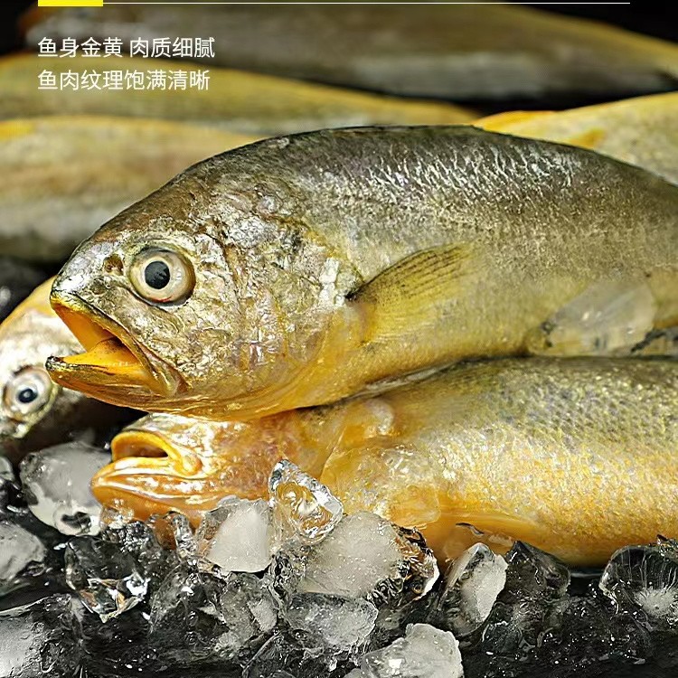 野生海捕黄花鱼(1斤6-8条)4.5斤 鲜鱼速冻锁鲜 青岛顺丰冷链发货