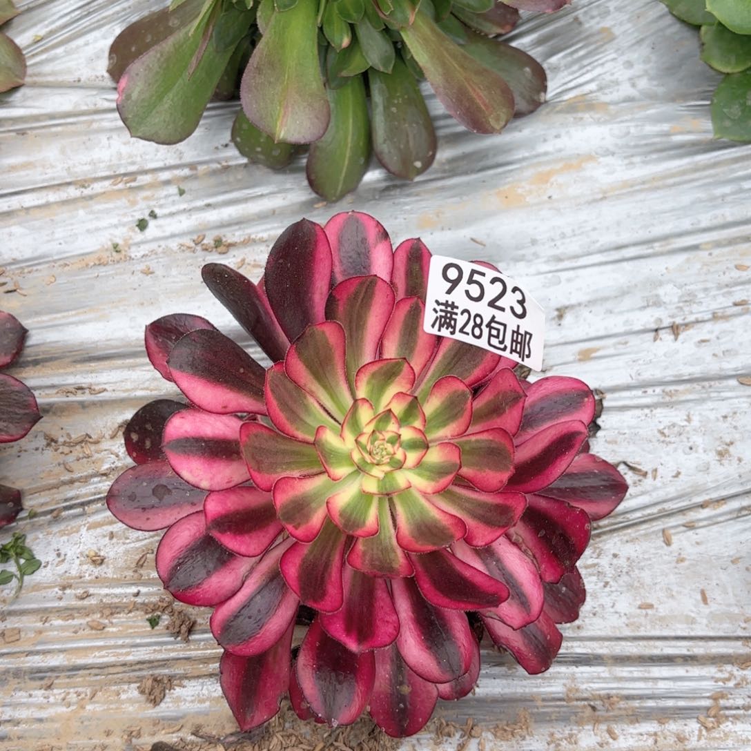 X. 9523香奈儿多肉