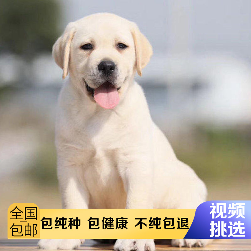 拉布拉多犬纯种小狗狗活体宠物狗活物黑色白色拉布拉多幼犬大型犬