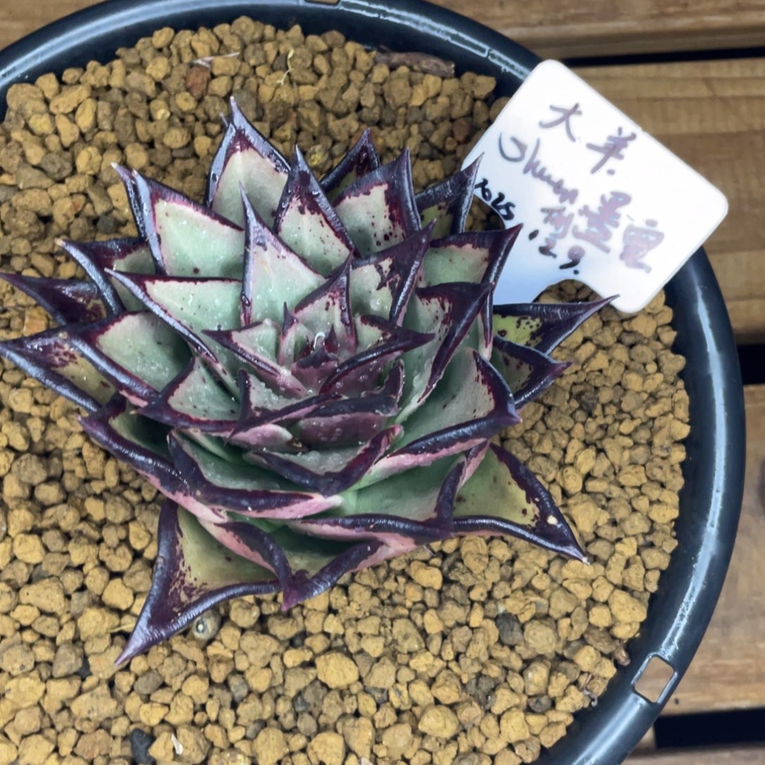 大***愈多肉植物，山人园艺