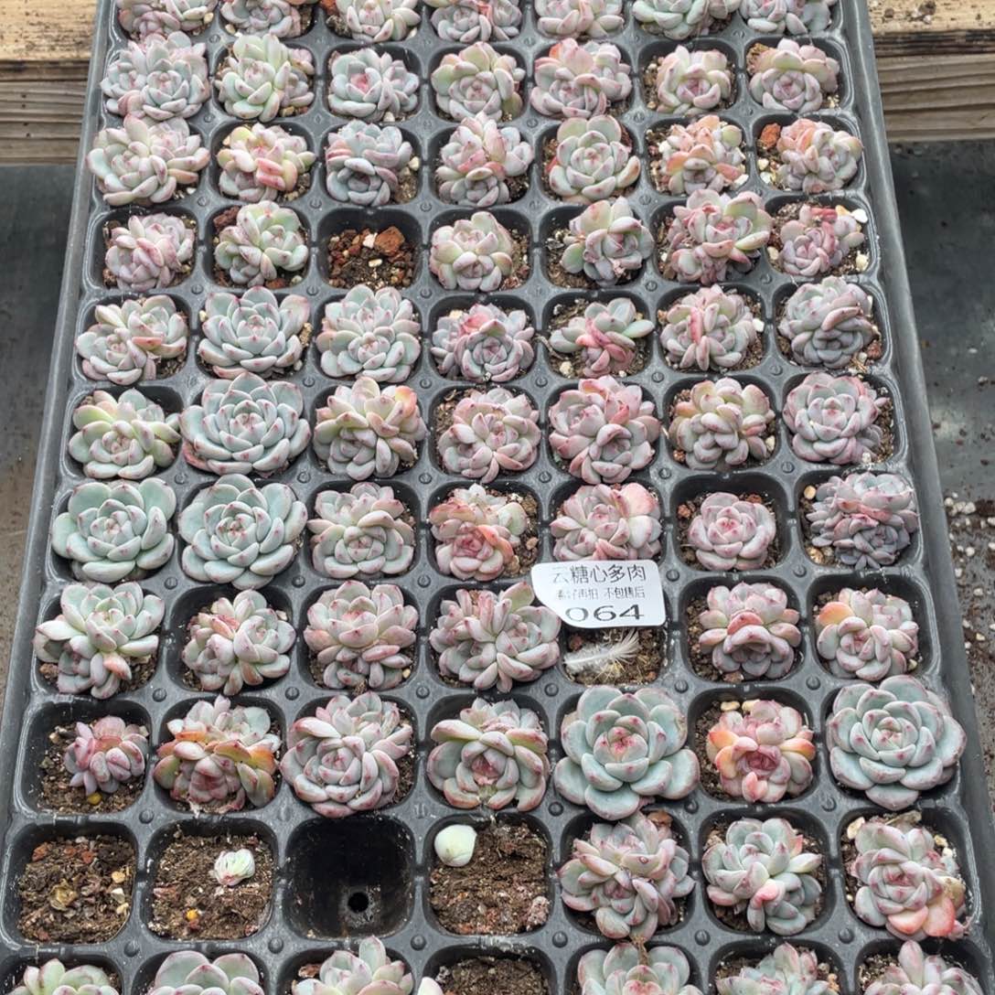 云糖心多肉植物64