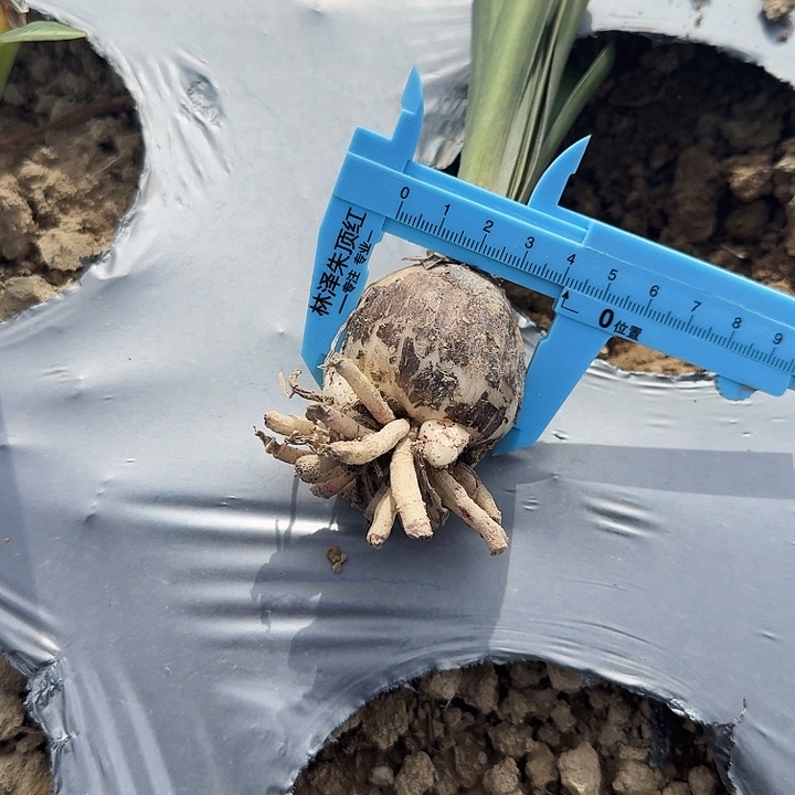 ঞ***࿐牡丹仙子朱顶红一棵4厘米