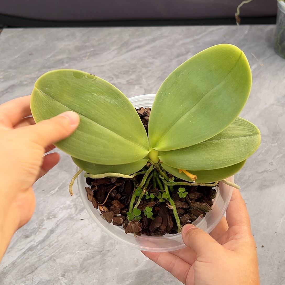 完全开放盲盒4.5寸杯