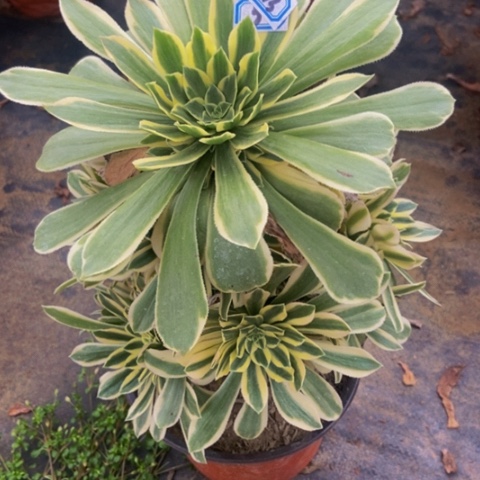 绿羊绒锦多肉植物一物一拍13多肉