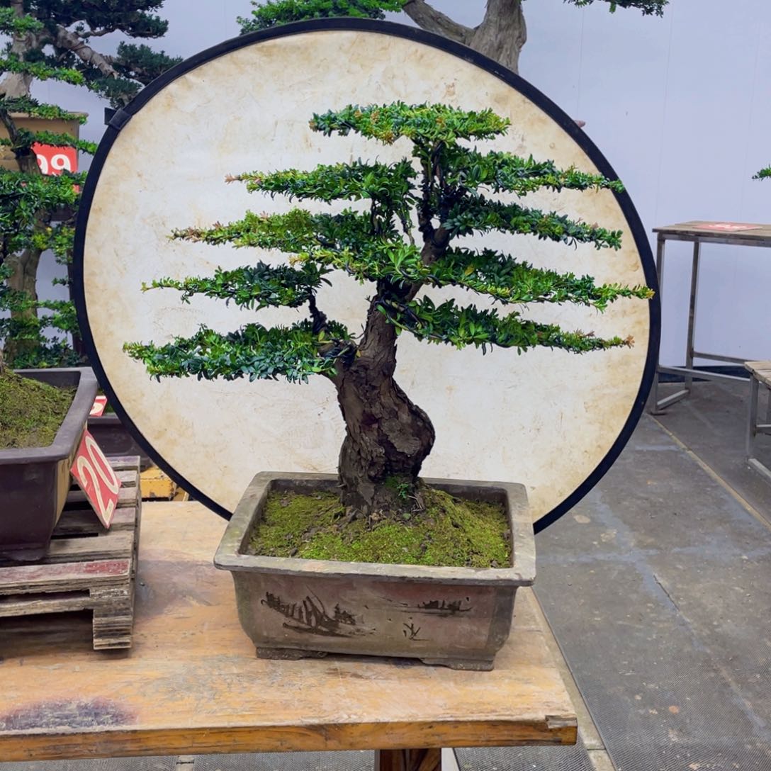 无花朵福建一物一拍罗汉松