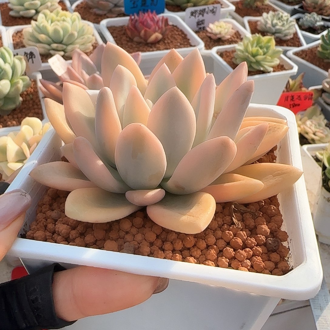 彩色奥普锦多肉植物