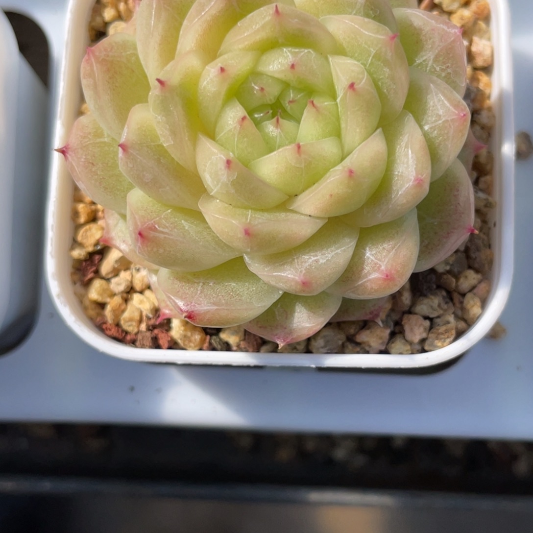 Z1330青莹麦杆单头