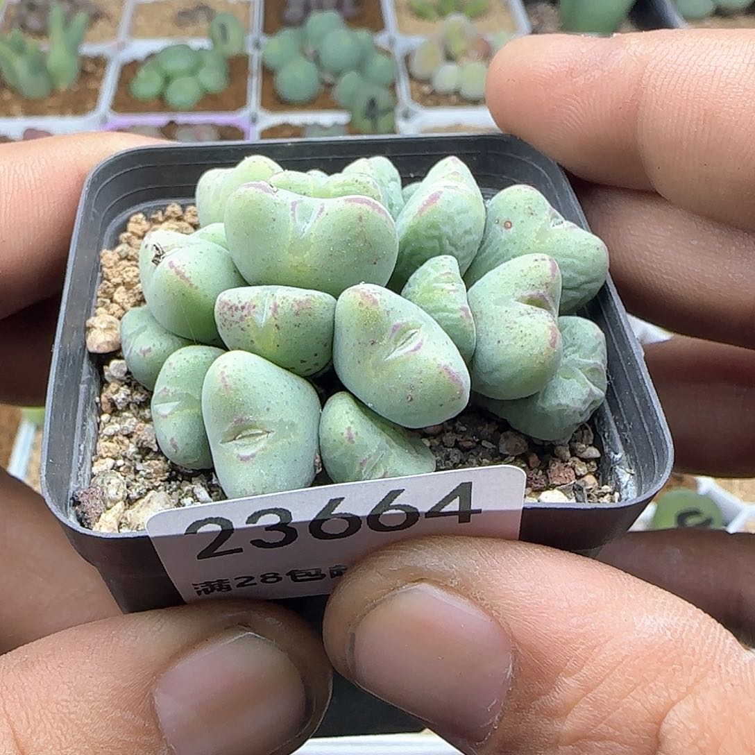 棒*糖脱土年后发货23664