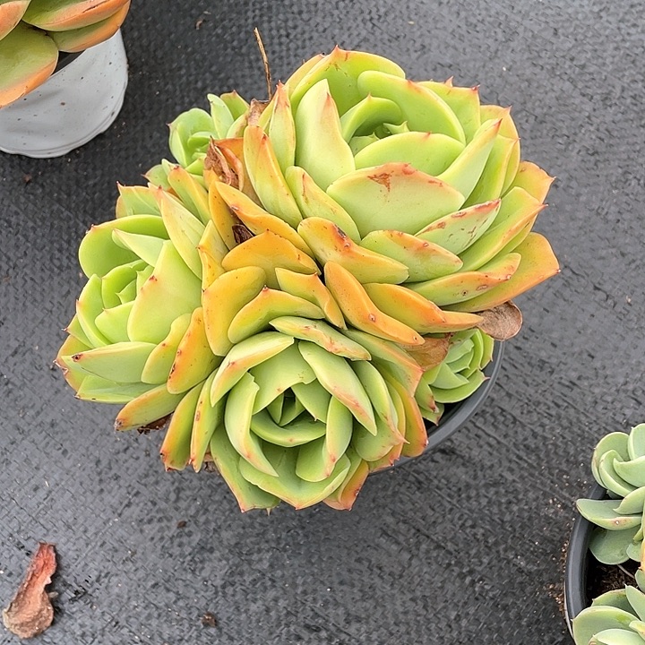 桃花坞多肉植物群生