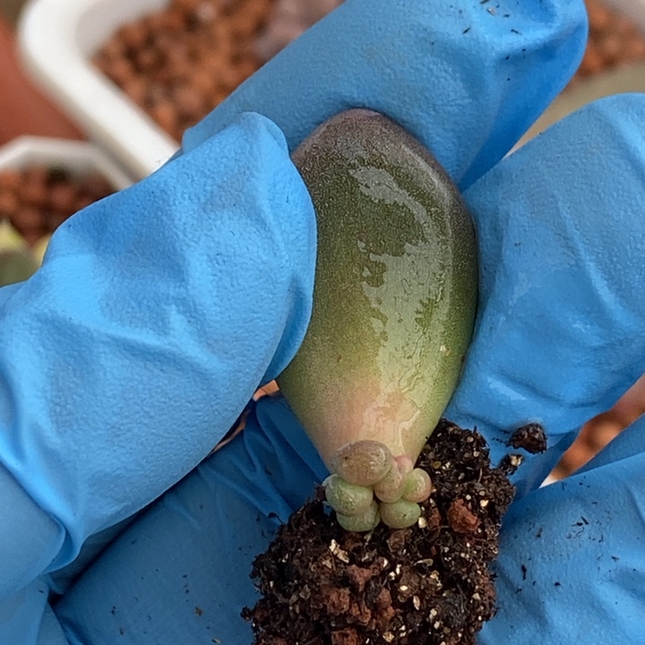 苹果奶酪有锦基因多肉