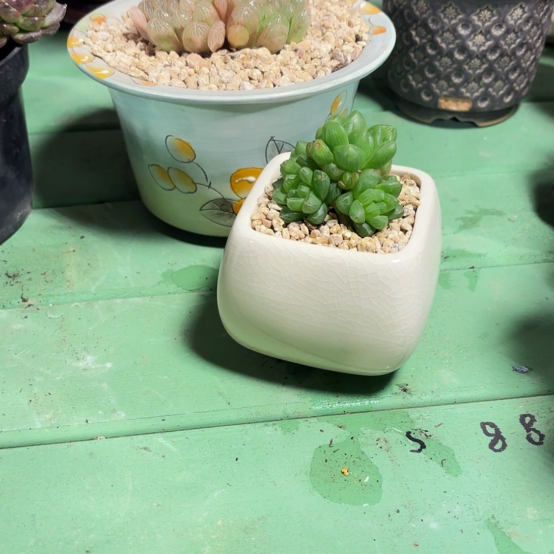 多肉植物啦啦啦啦啦