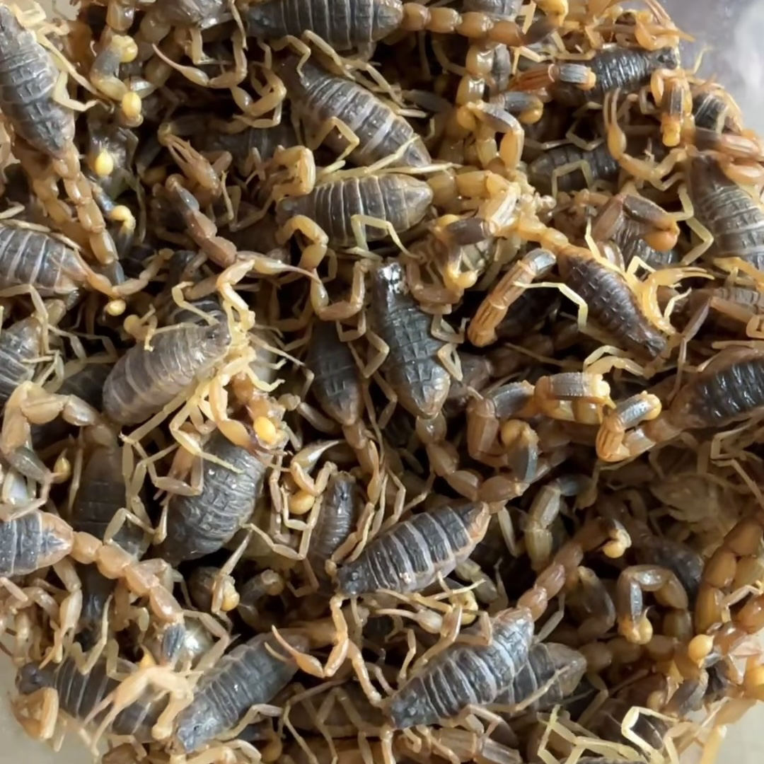 沂蒙山正宗十足全蝎