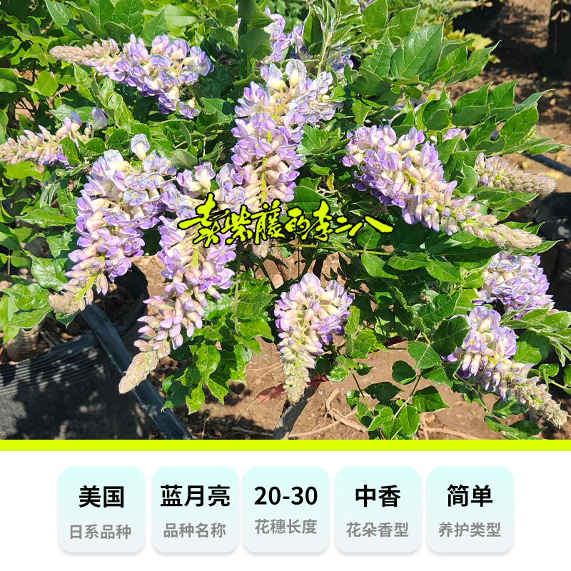 多季节开花紫藤品种 蓝月亮 基地直发 保证对版 盆景、爬藤植物