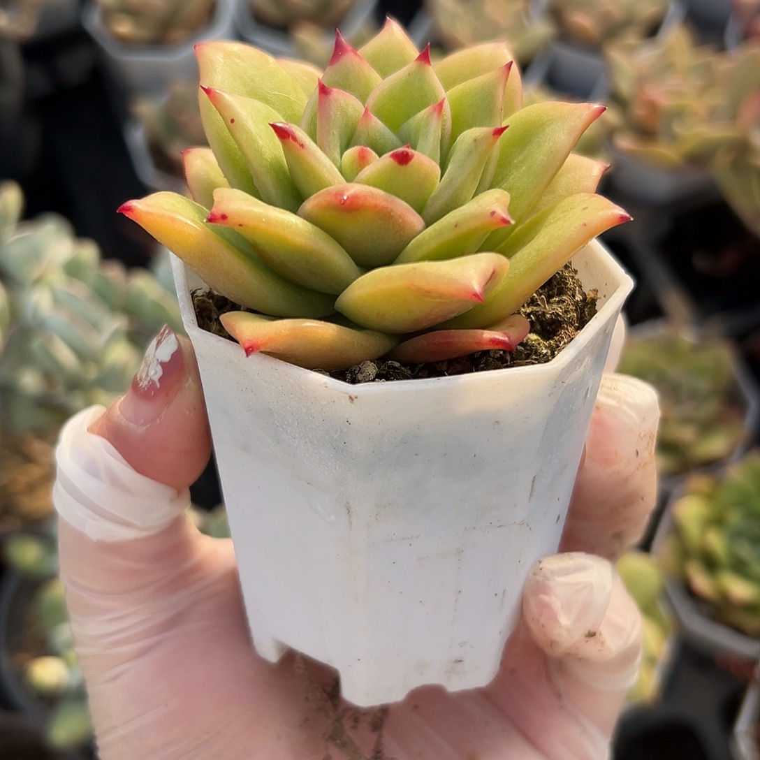 多肉植物蔷薇玛利亚