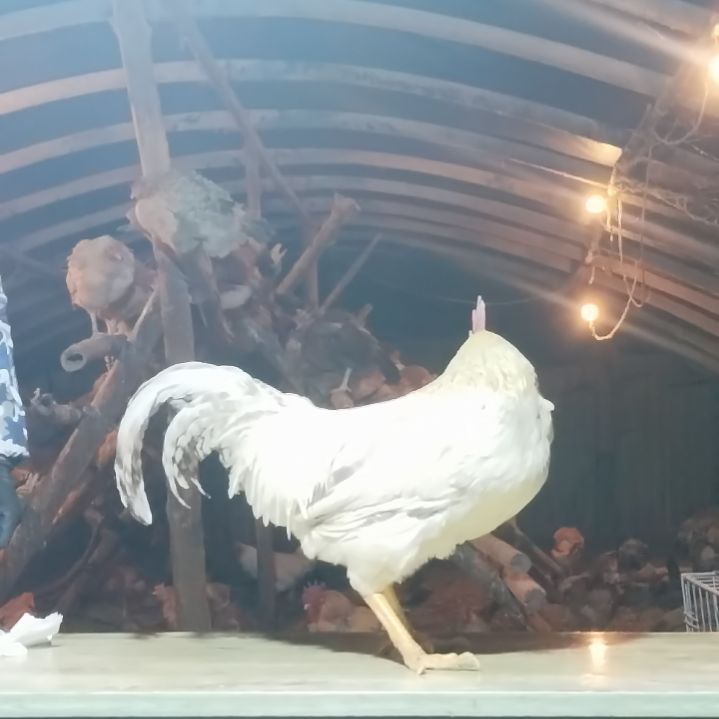 -18保质期三个月中国大陆