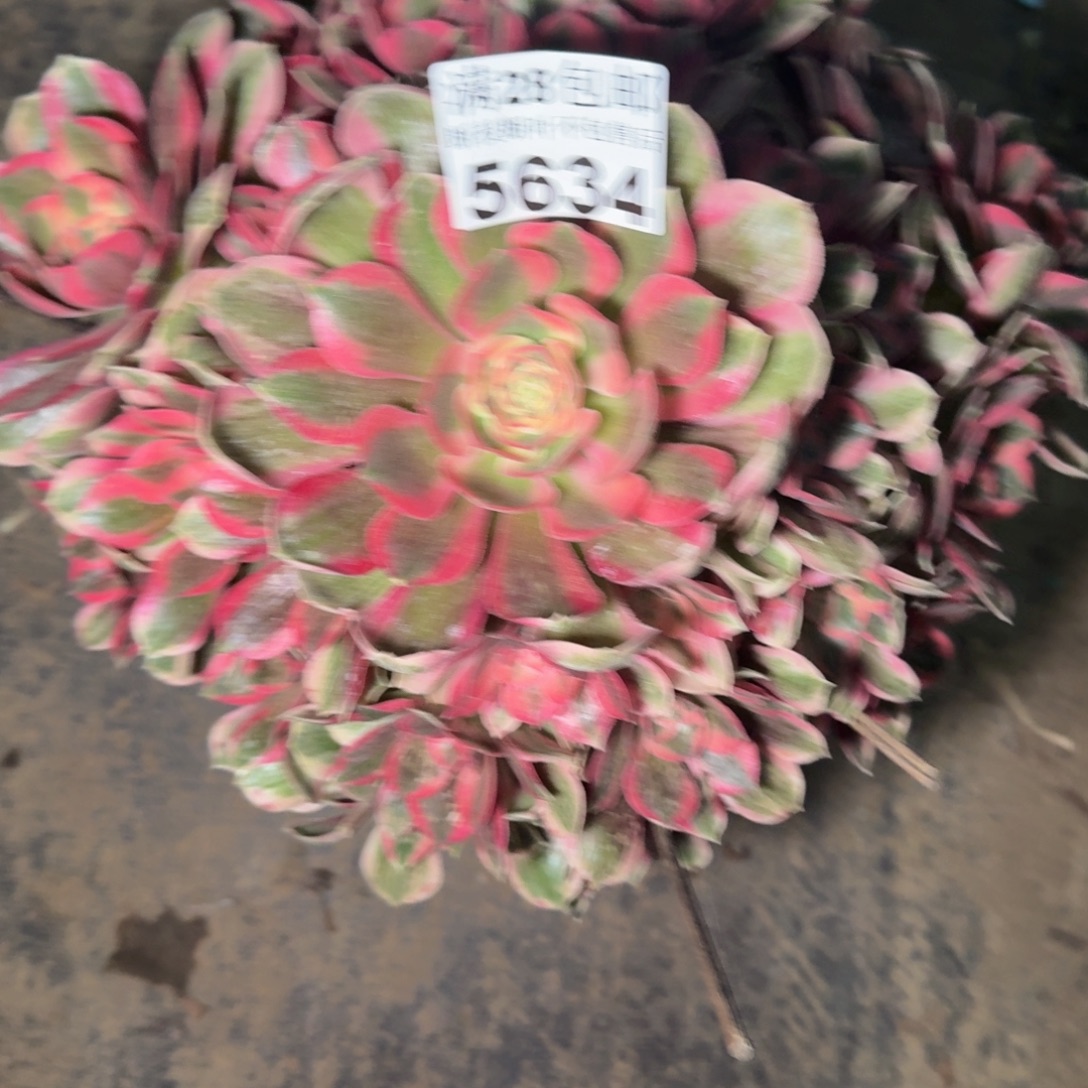 5634女郎多肉植物