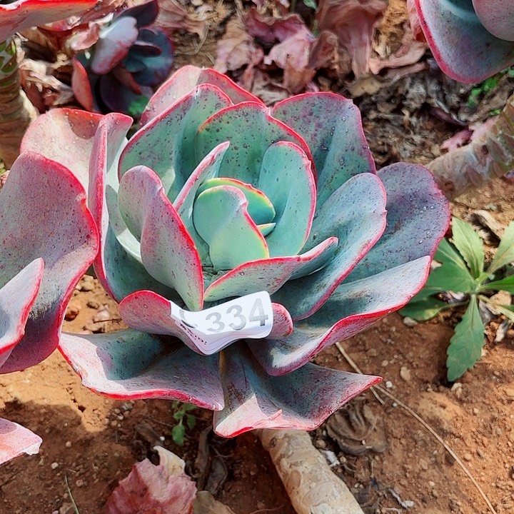 @*?瑞蝶334多肉植物