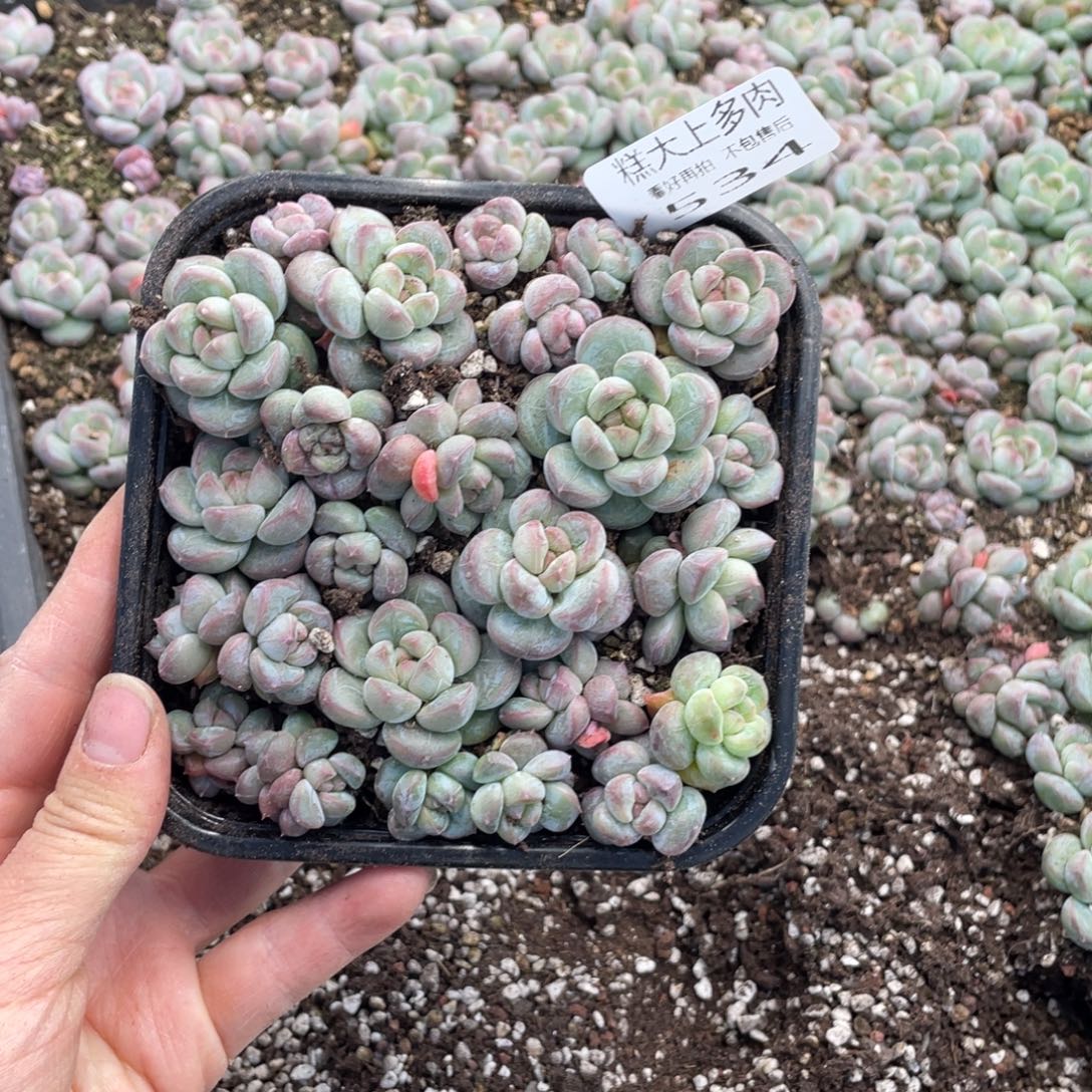 糕大上多肉植物534