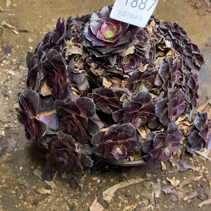 欧姿多肉断头不包1887