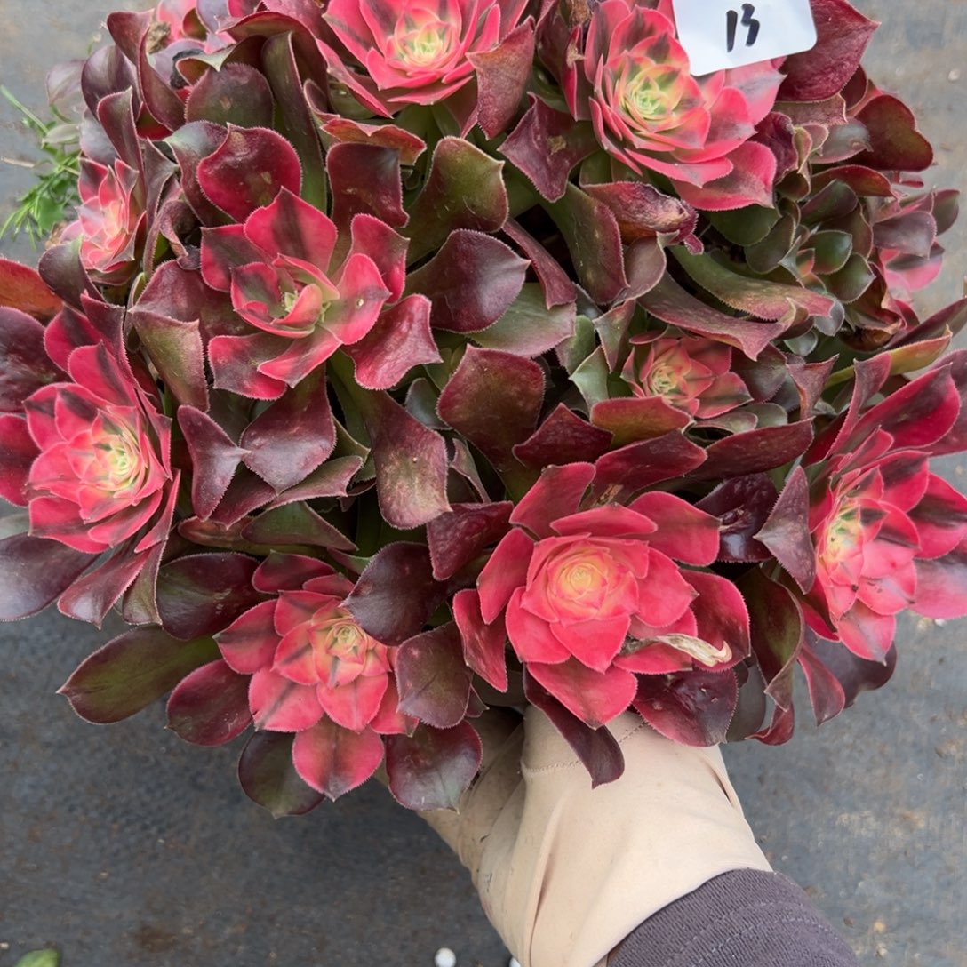 13香妃多肉嘻嘻嘻