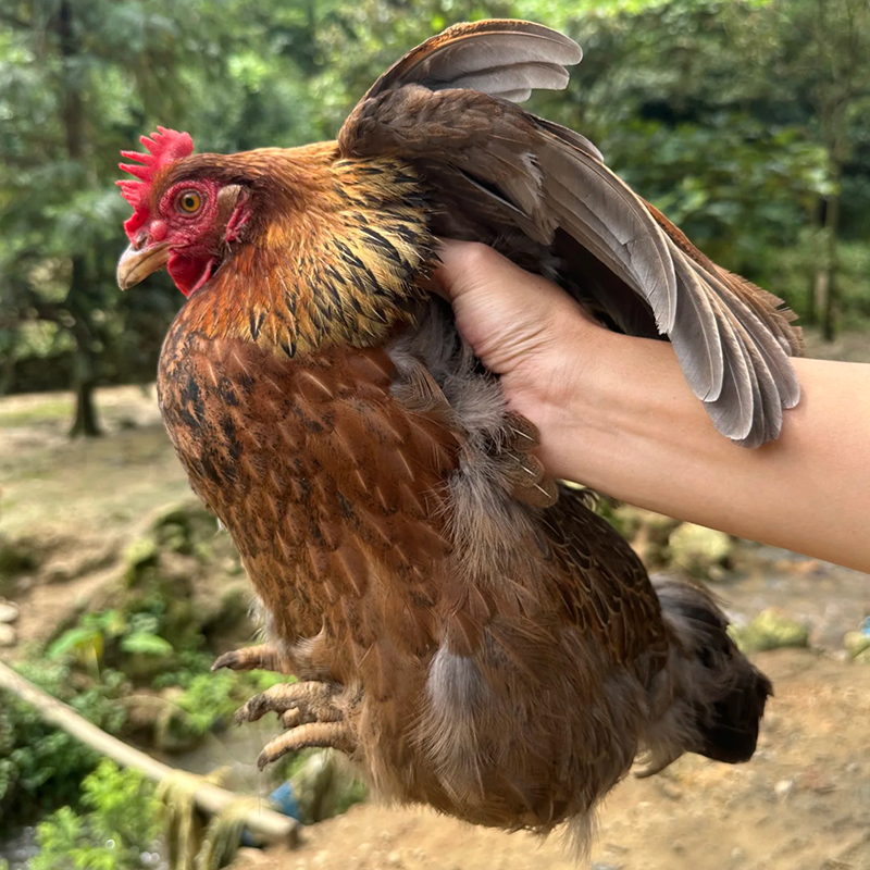 土鸡纯粮散养散放