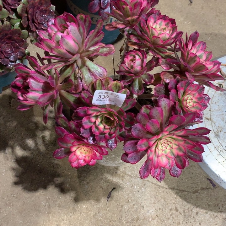 330白月光多肉植物