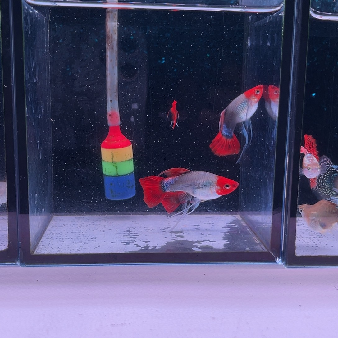 孔雀鱼深海蓝缎带2对