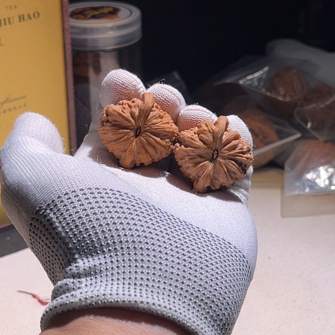 *****白狮子白狮子白狮子。