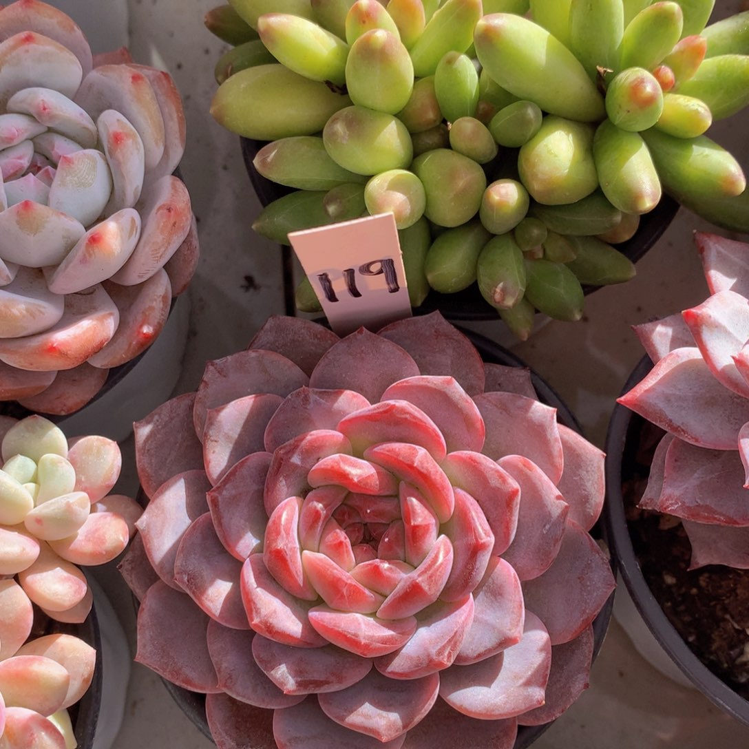 读肉皮学会岁62627272¥