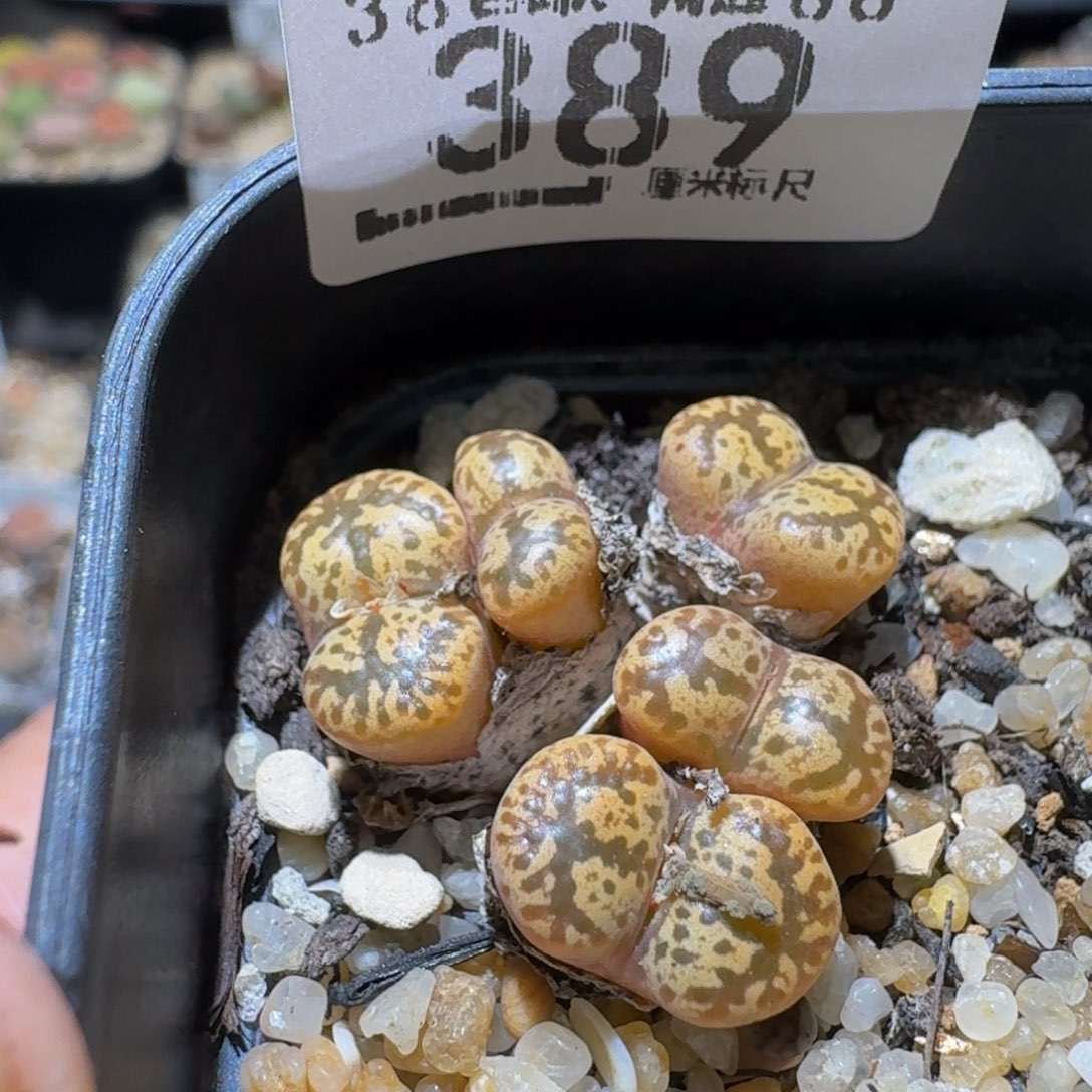 Ssss精品生石花389