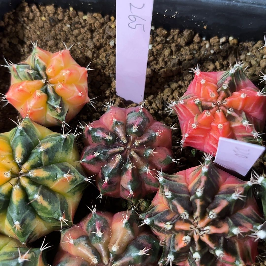 泰国米哈265-0126