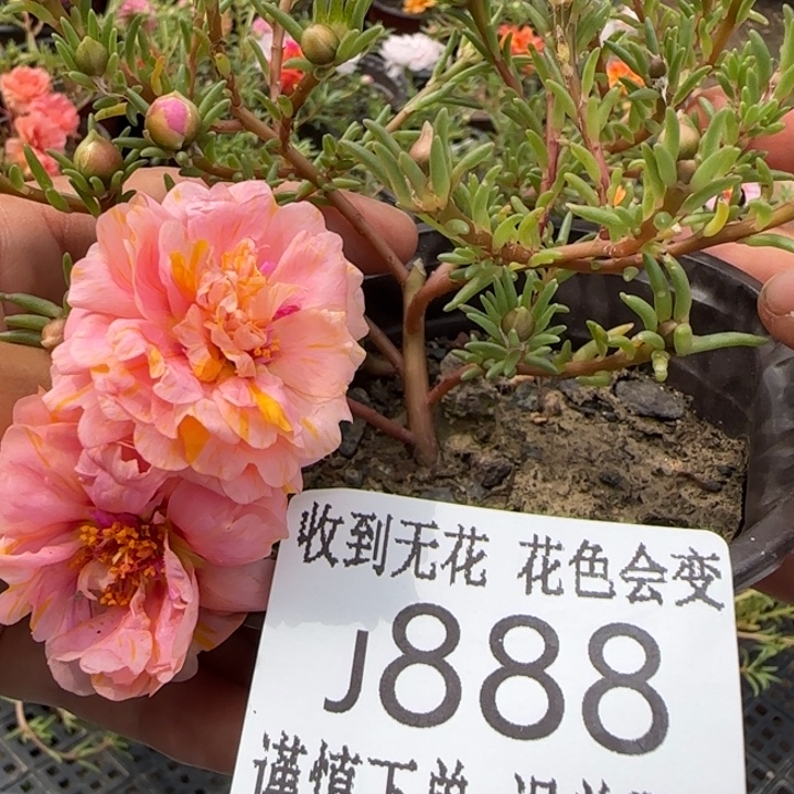 无花朵J888超小苗盆口10cm