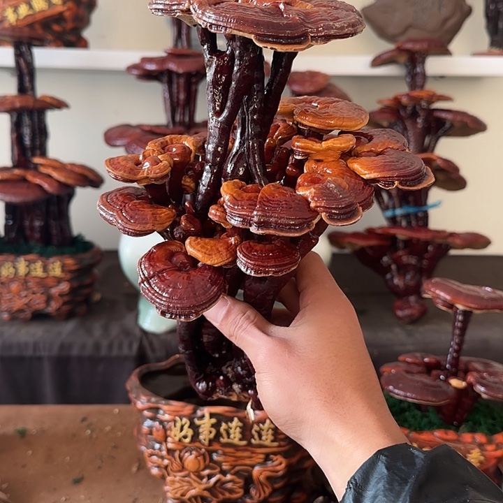 雨***、无花朵888888888888