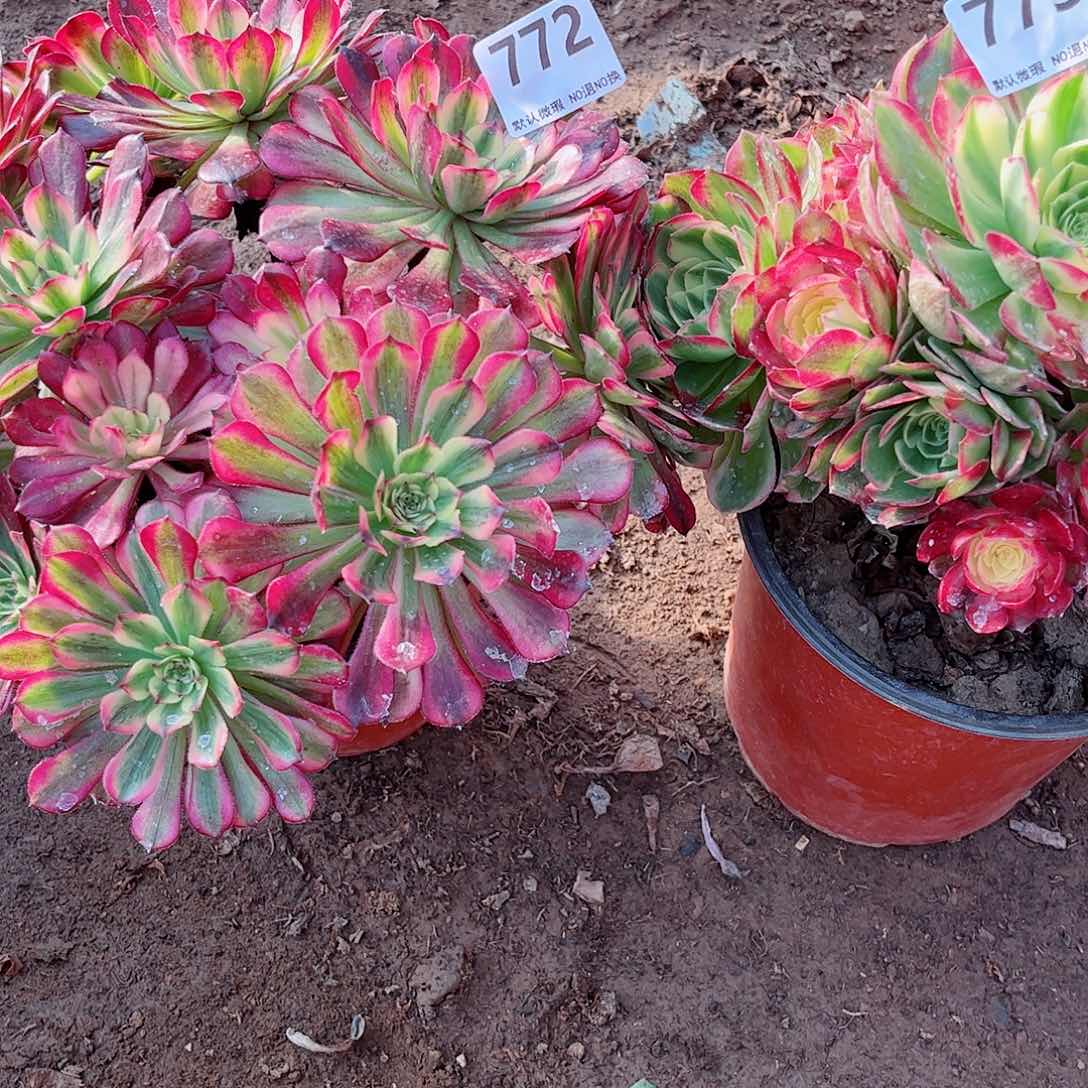 无花朵林*多肉植物组合772