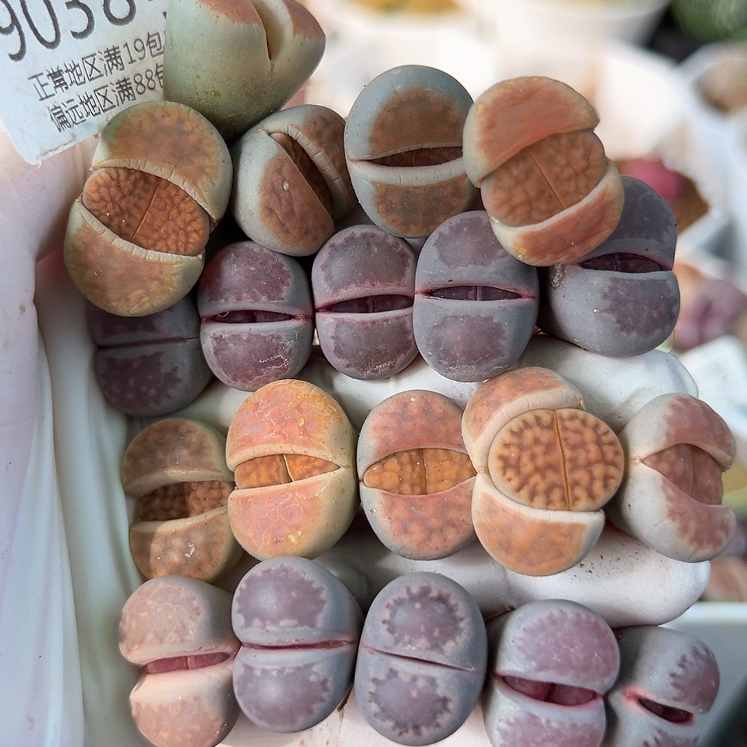 好养易活生石花大母本9038共20颗下播福利