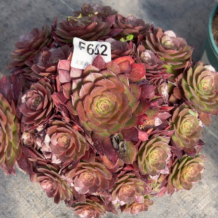 662红魔多肉23厘米左右